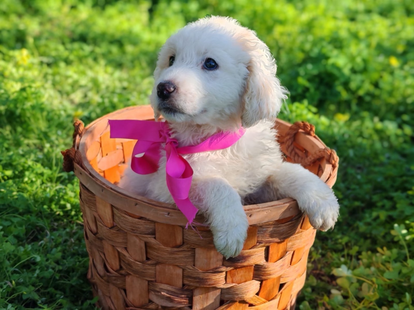 Adozione cane, femmina, Razza sconosciuta Razza sconosciuta, 2 mesi, taglia media, Cosenza