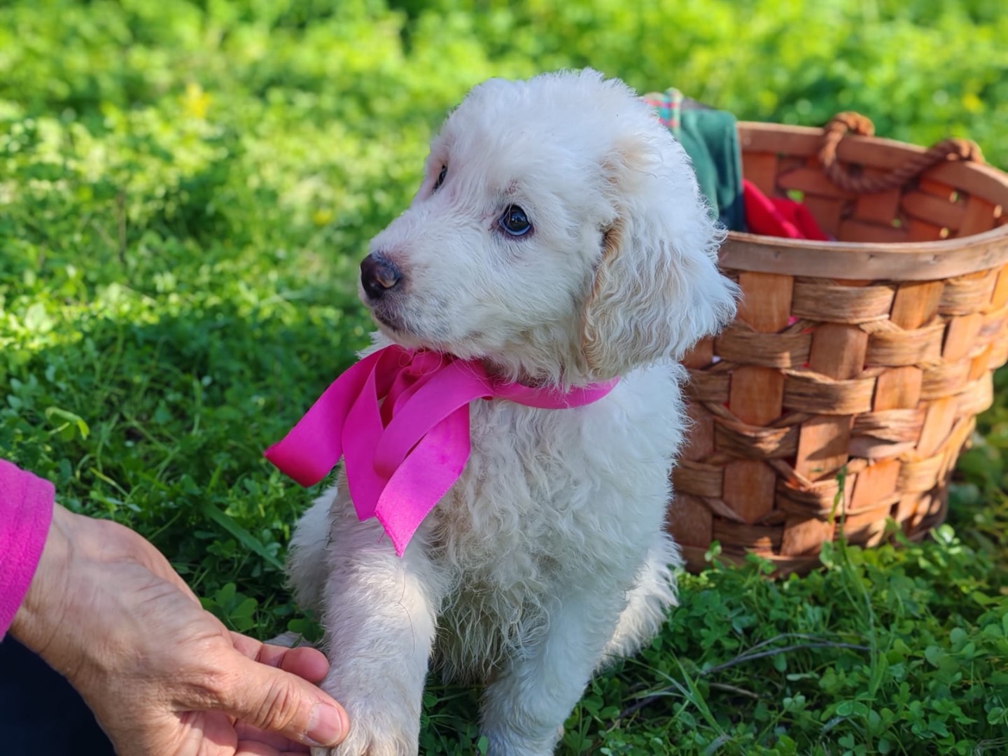 Adotta un cane, taglia media, femmina, Cosenza