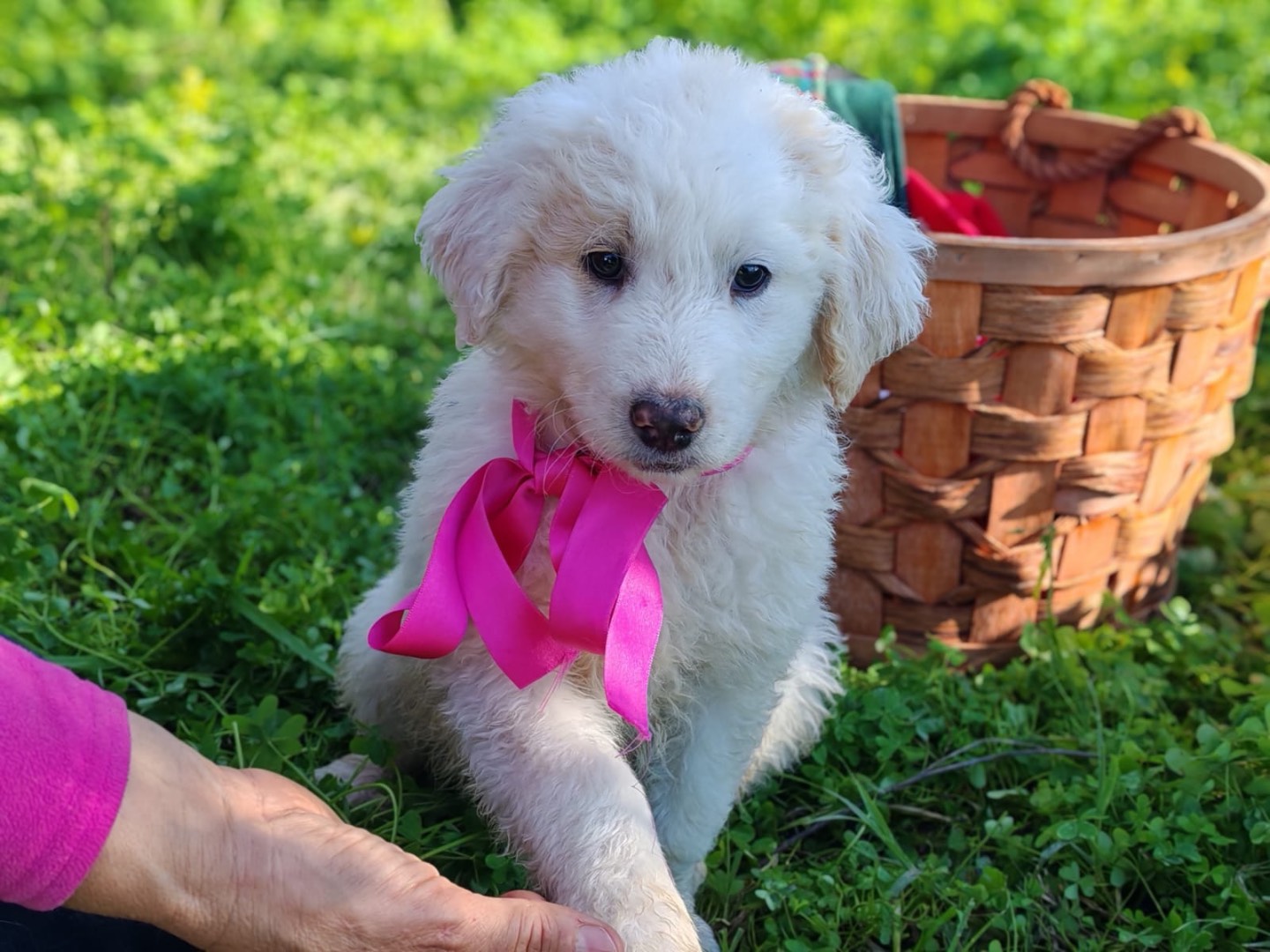 Vuoi adottare un cane a Cosenza?