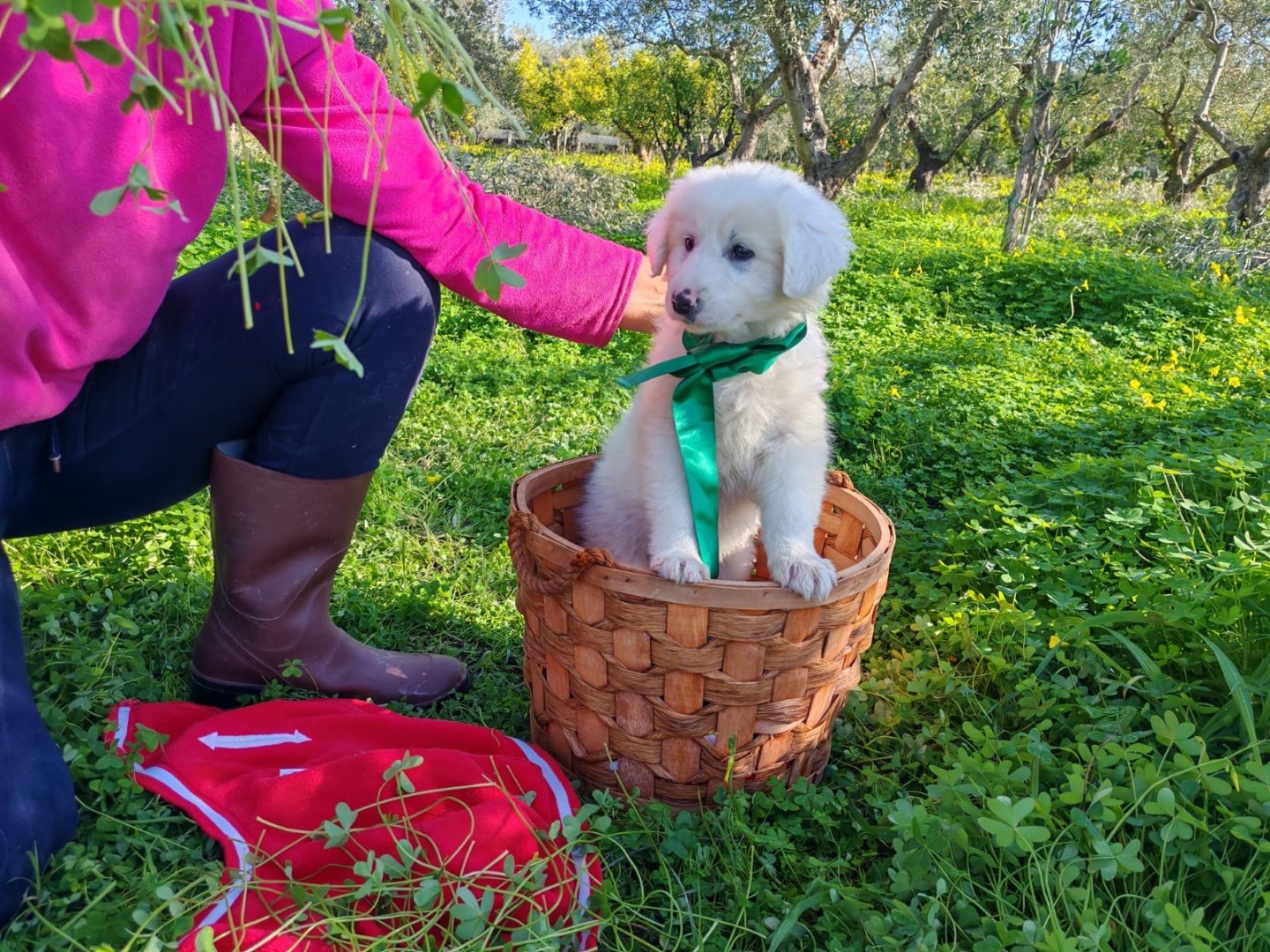 Adozione cane, femmina, Razza sconosciuta Razza sconosciuta, 2 mesi, taglia media, Cosenza