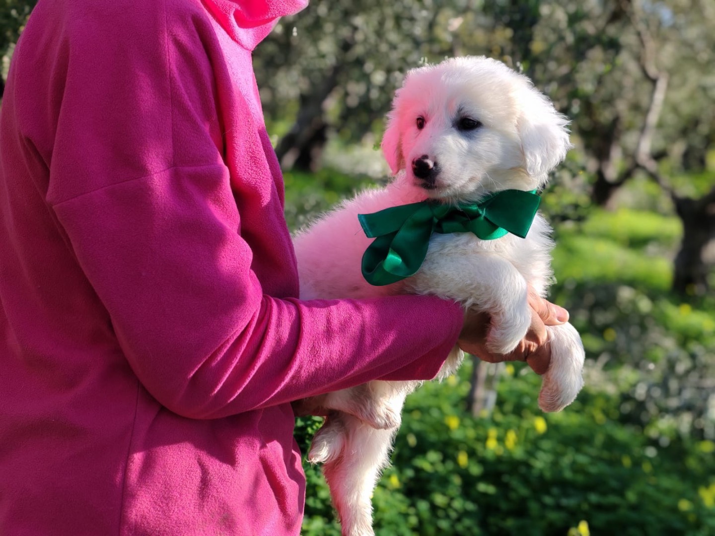 Adotta un cane, femmina, 2 mesi, Cosenza