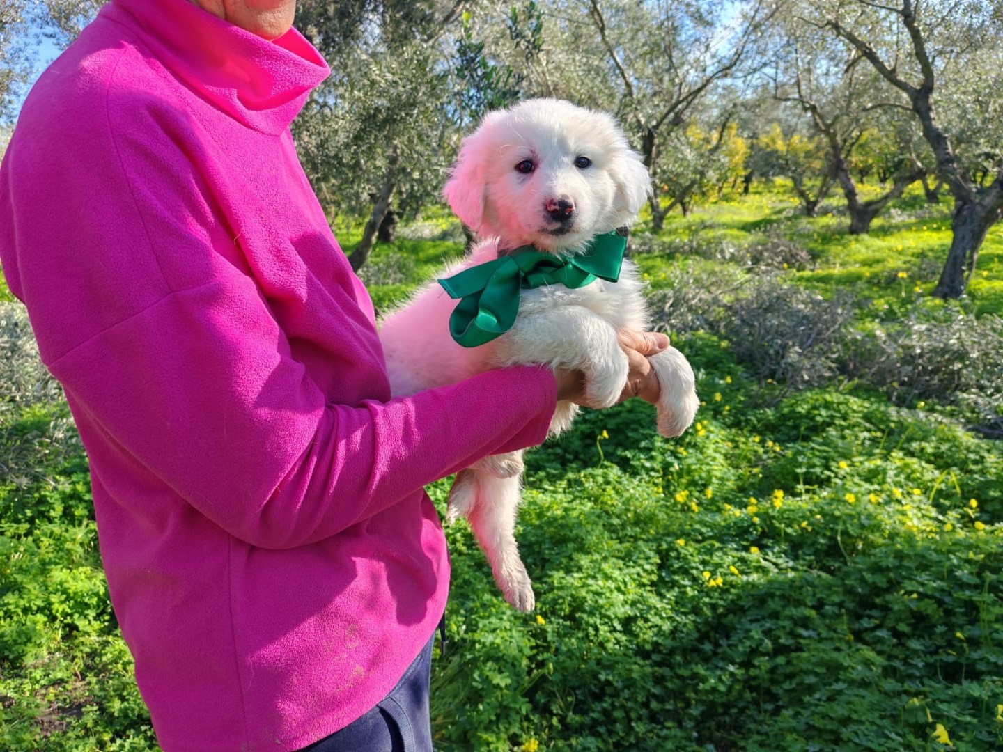 Adotta un cane, taglia media, femmina, Cosenza