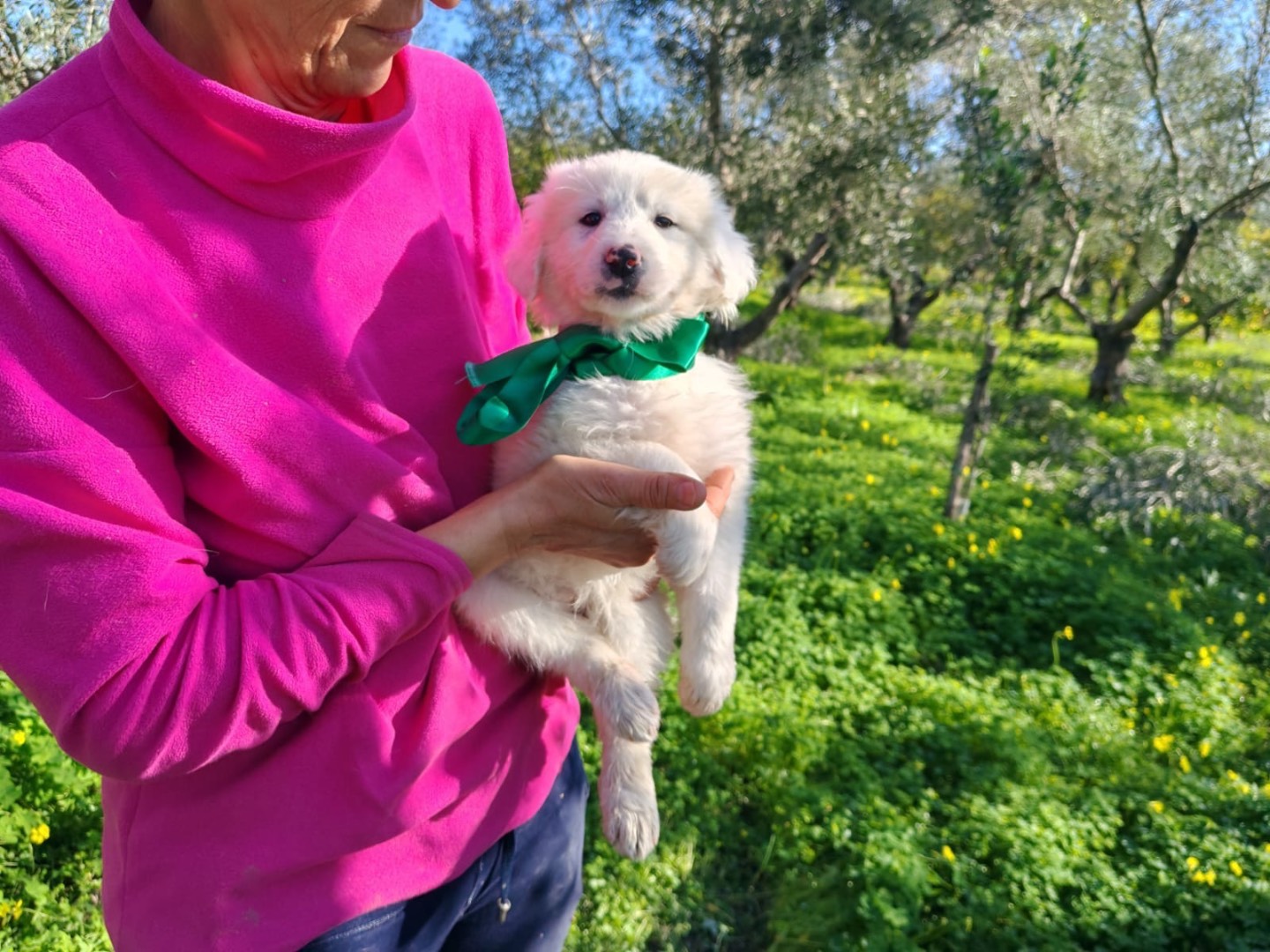Vuoi adottare un cane a Cosenza?