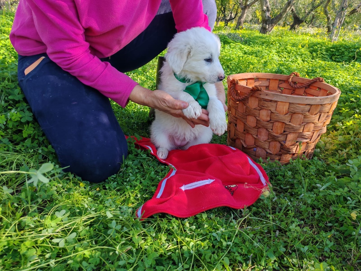 Adotta il cane Violetta a Cosenza