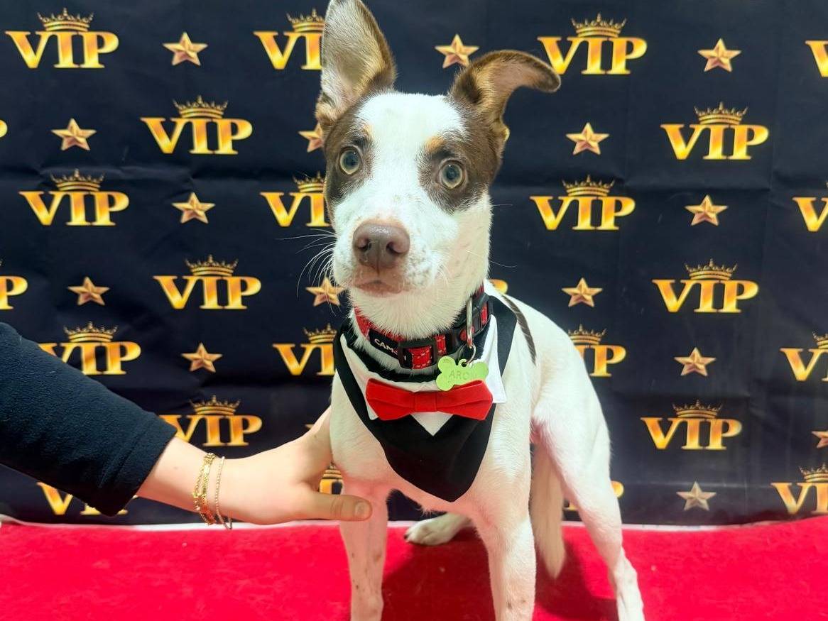 Adozione cane, maschio, Razza sconosciuta Pinscher, 9 mesi, taglia piccola, Lodi