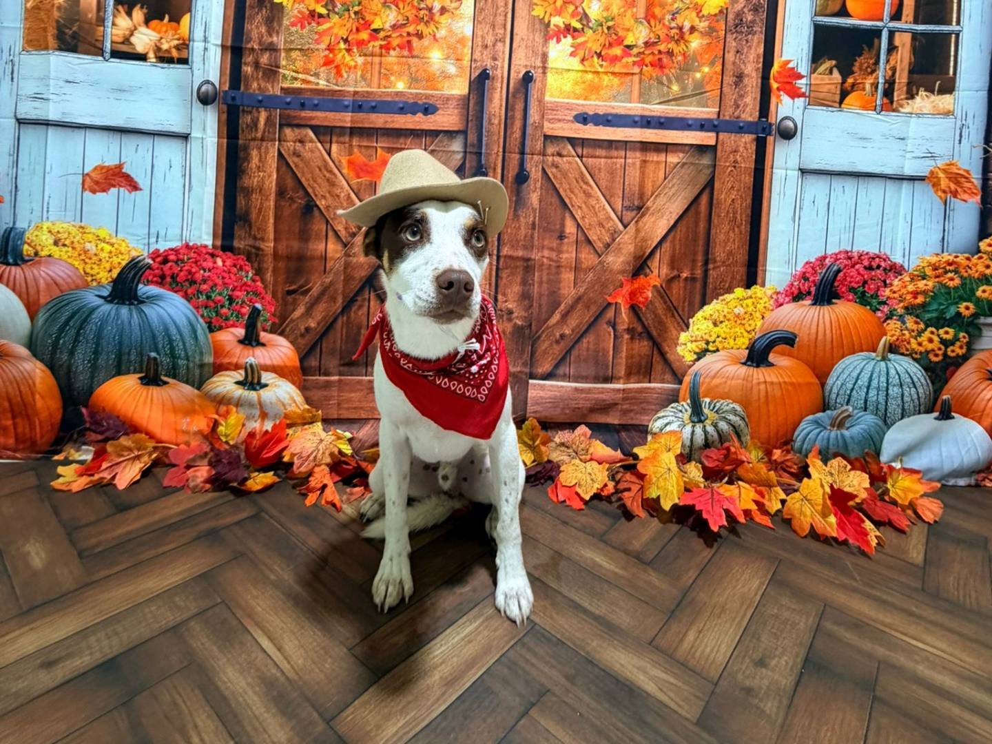 Adotta un cane, maschio, 9 mesi, Lodi