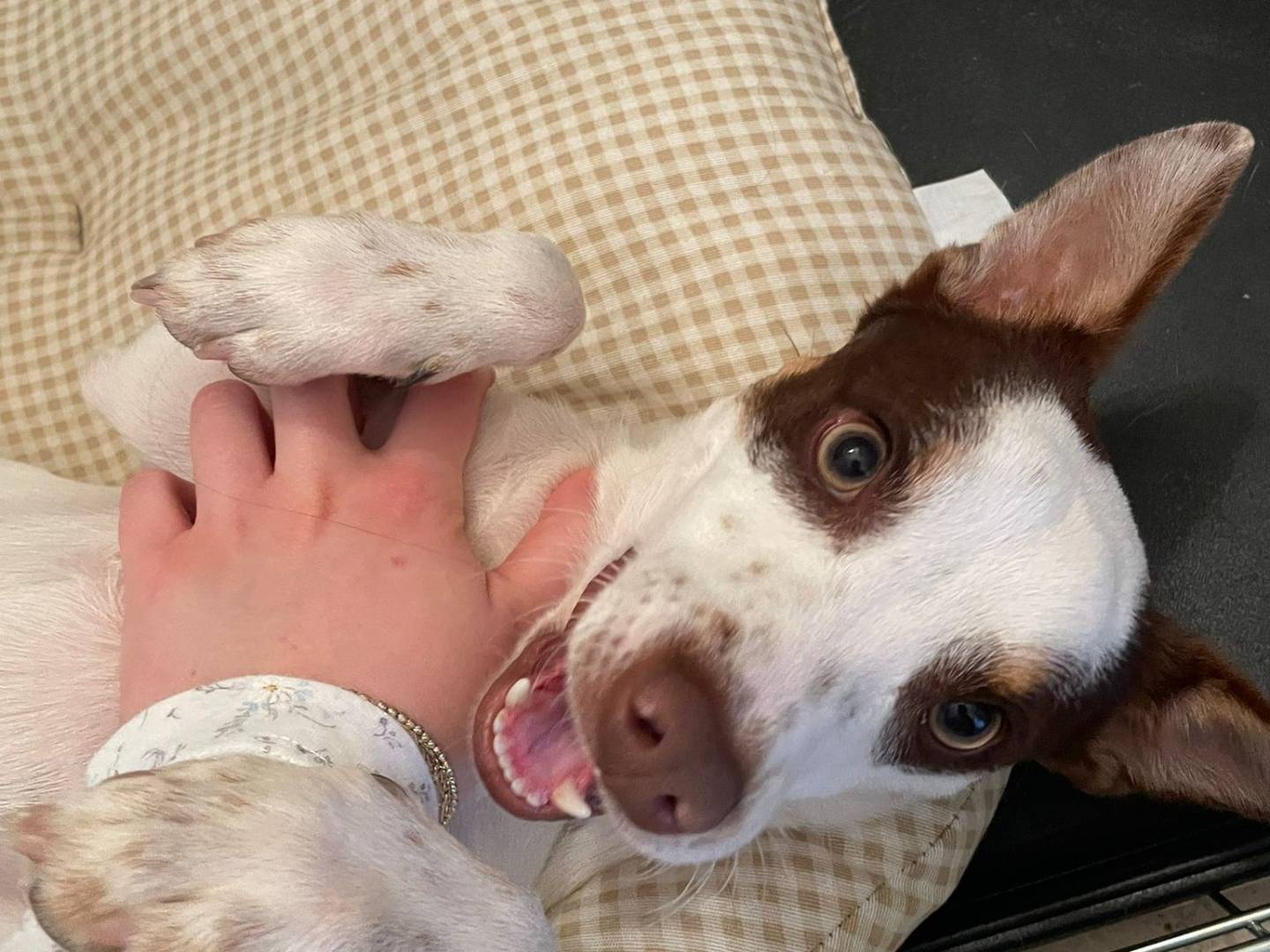 Vuoi adottare un cane a Lodi?