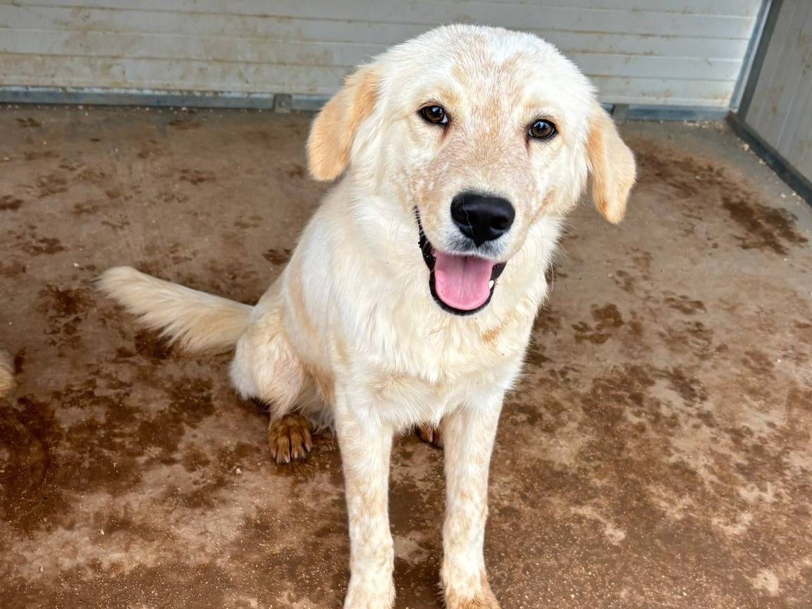 Adozione cane, maschio, Razza sconosciuta Razza sconosciuta, 11 mesi, taglia media contenuta, Taranto