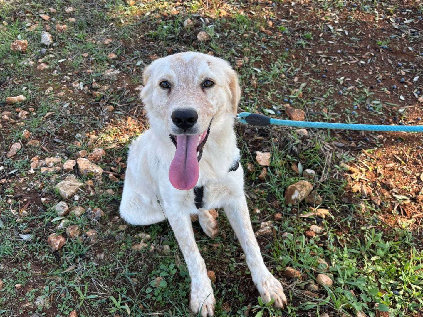 Adotta un cane, taglia media contenuta, maschio, Taranto