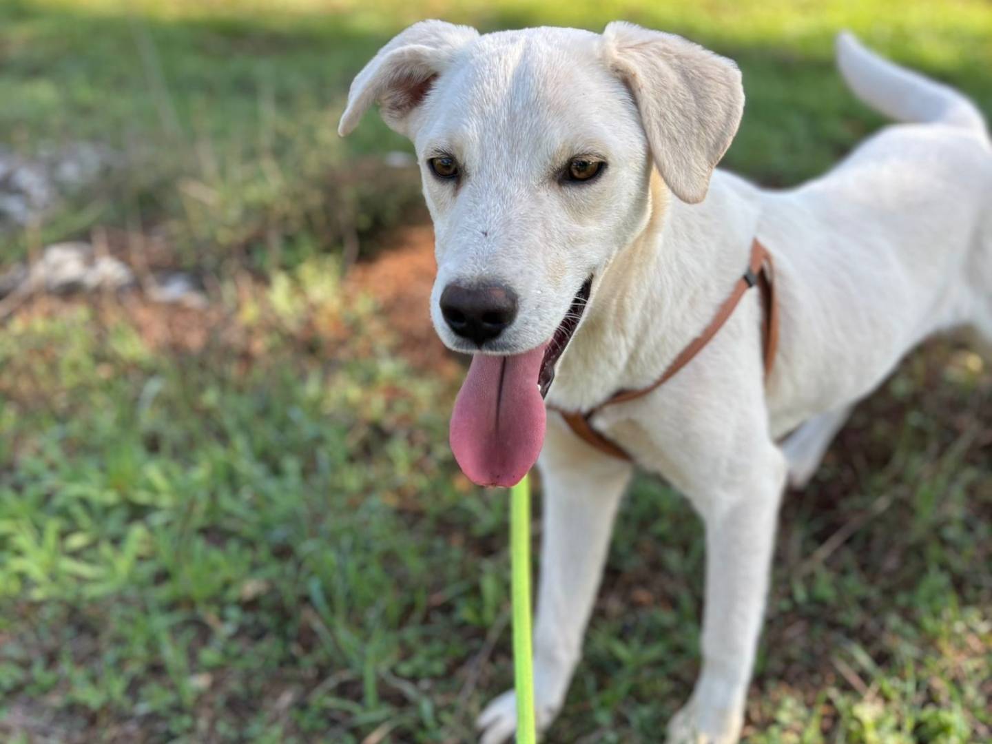 Adozione cane, maschio, Razza sconosciuta Razza sconosciuta, 11 mesi, taglia media contenuta, Taranto
