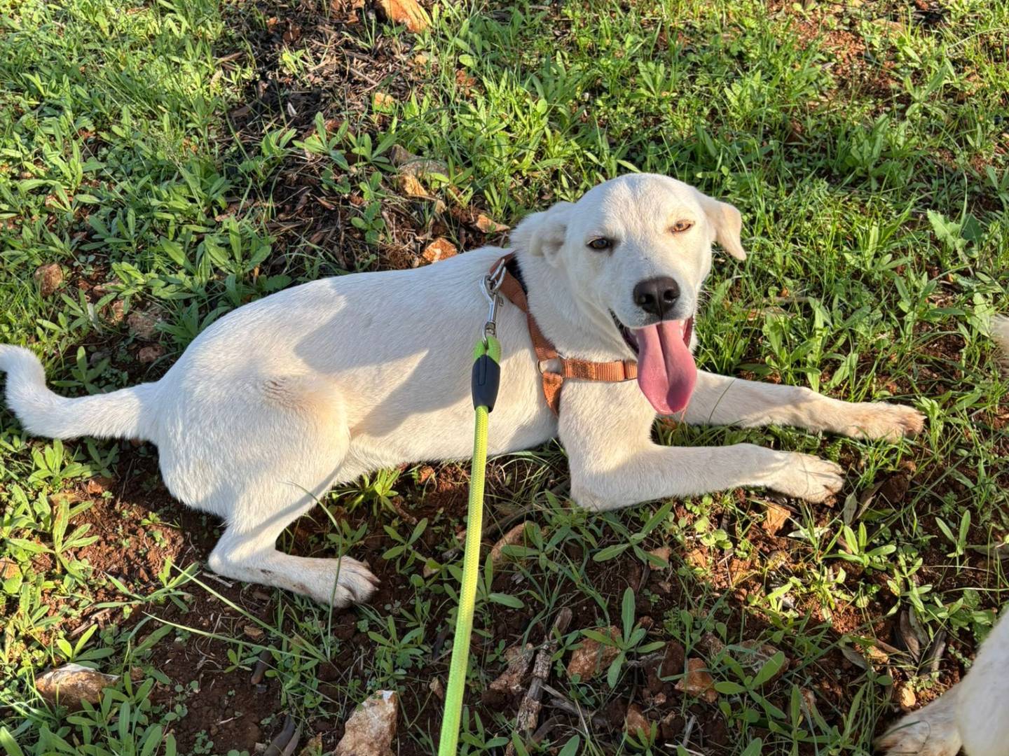 Adotta un cane, maschio, 11 mesi, Taranto