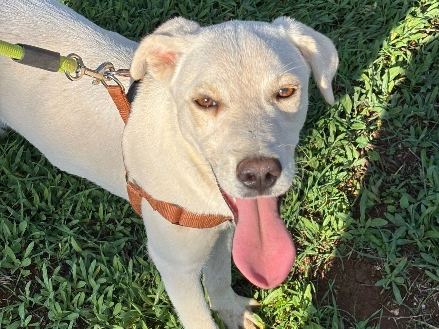 Adotta un cane, taglia media contenuta, maschio, Taranto