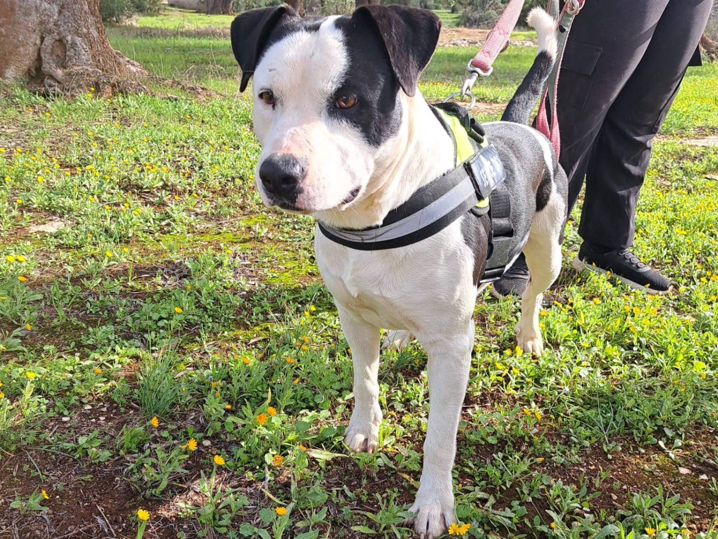 Adozione cane, maschio, Amstaff Razza sconosciuta, 1 anno, taglia media, Taranto