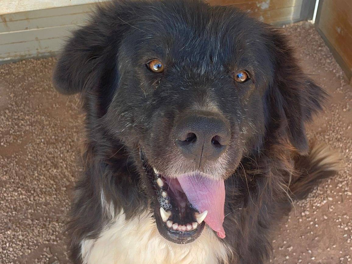 Adozione cane, maschio, Pastore maremmano Razza sconosciuta, 2 anni e 5 mesi, taglia gigante, Taranto