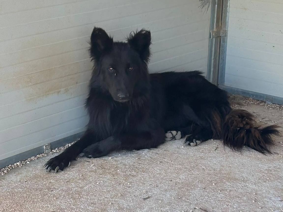 Adozione cane, maschio, Pastore Belga Laekenois Razza sconosciuta, 2 anni e 3 mesi, taglia media, Taranto