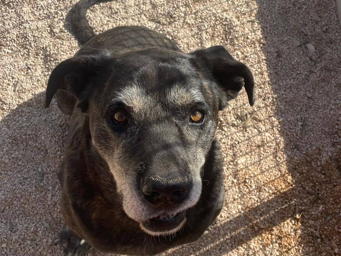 Adozione cane, maschio, Corso Razza sconosciuta, 8 anni e 10 mesi, taglia gigante, Taranto