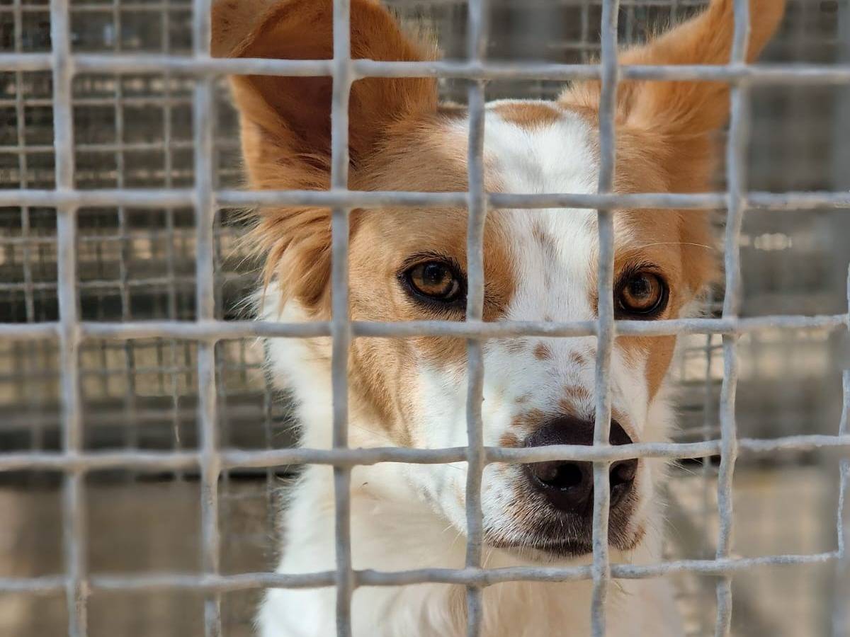 Adozione cane, femmina, Razza sconosciuta Razza sconosciuta, 1 anno e 11 mesi, taglia media contenuta, Taranto