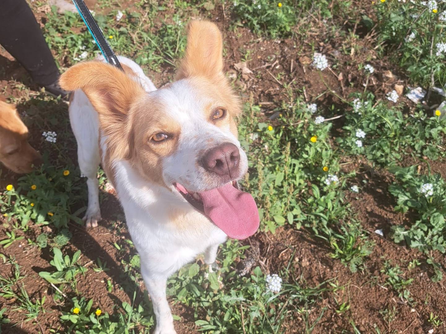 Adotta un cane, femmina, 1 anno e 11 mesi, Taranto