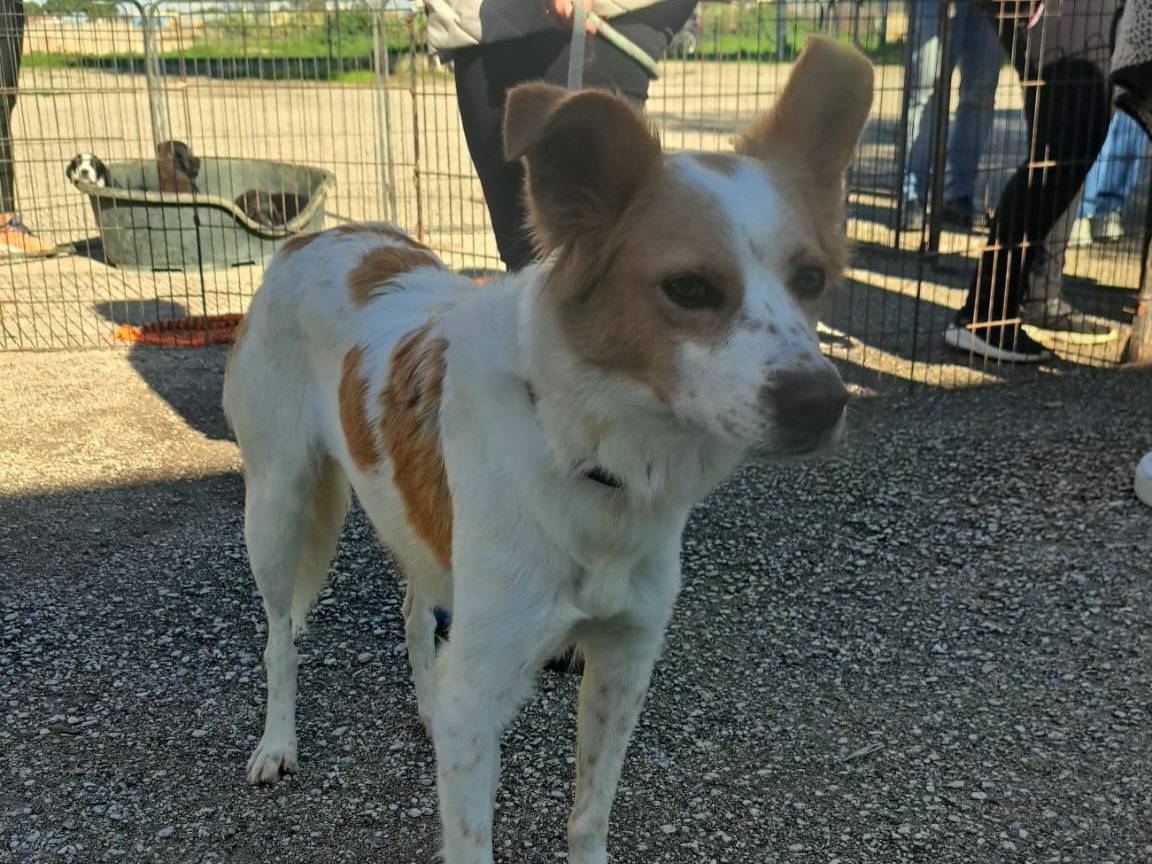 Adotta un cane, taglia media contenuta, femmina, Taranto
