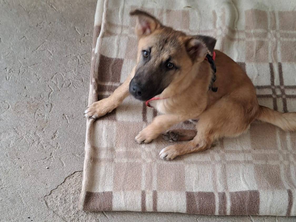 Adotta un cane, maschio, 4 mesi, Taranto