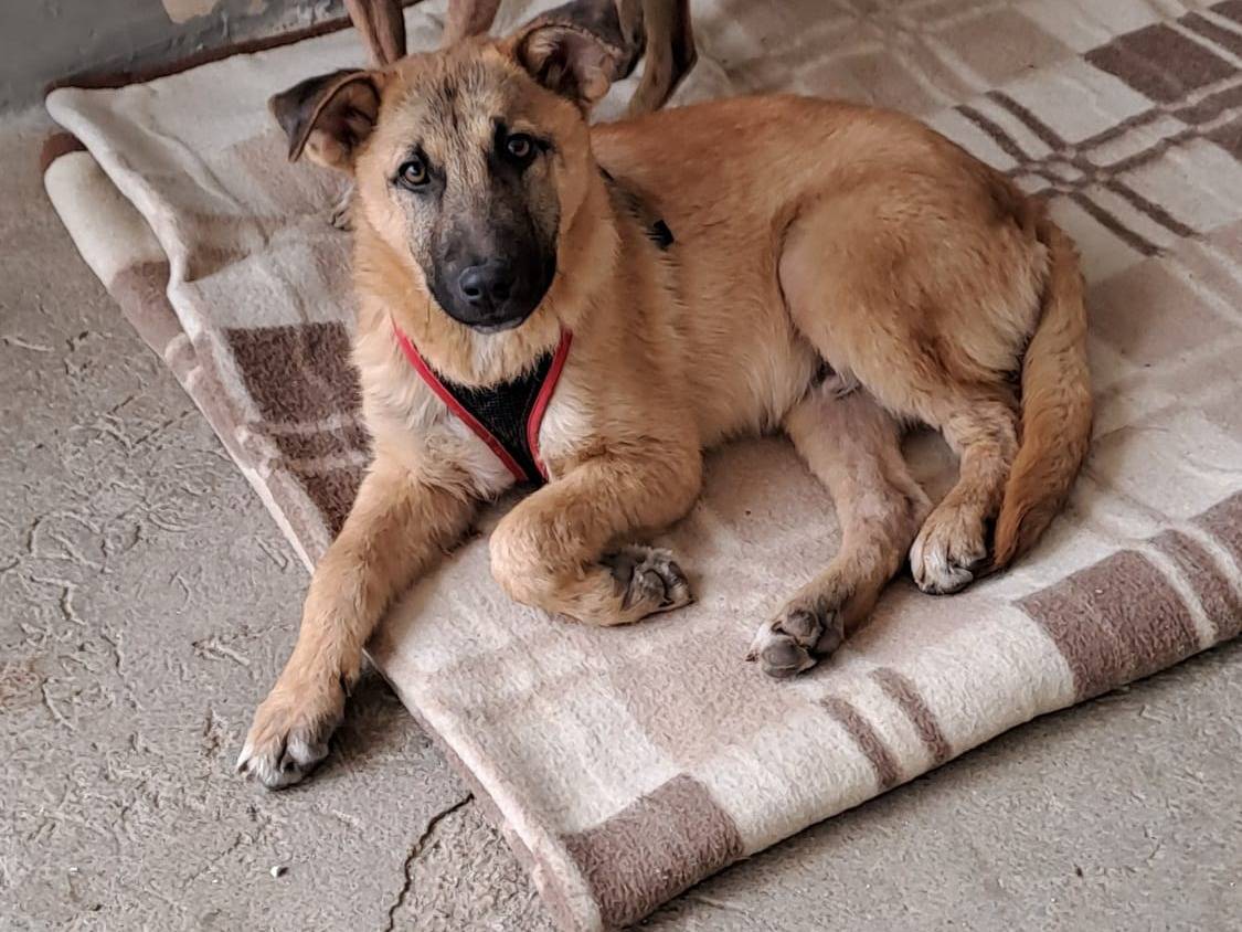 Adotta un cane, taglia media, maschio, Taranto