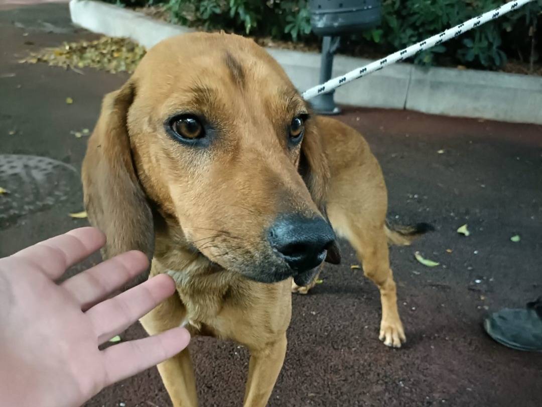 Adozione cane, maschio, Segugio Razza sconosciuta, 1 anno e 4 mesi, taglia media contenuta, Pavia