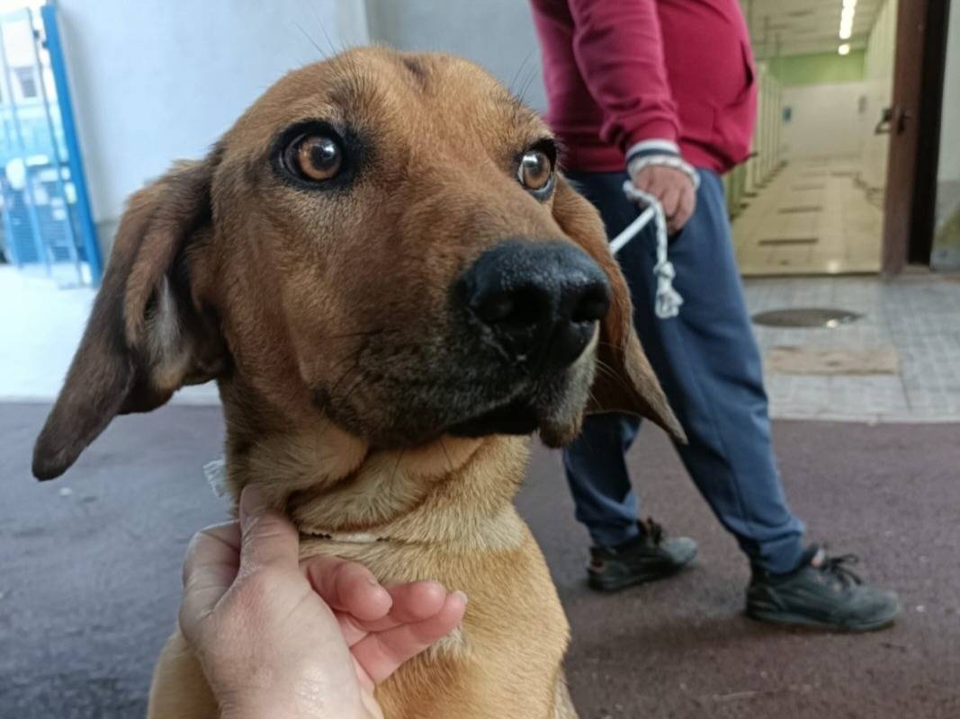 Adotta un cane, maschio, 1 anno e 4 mesi, Pavia