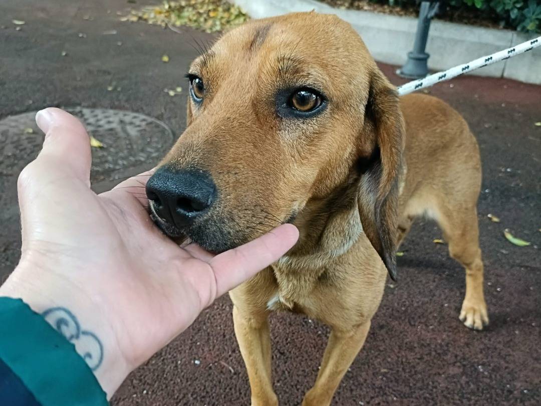 Adotta un cane, taglia media contenuta, maschio, Pavia