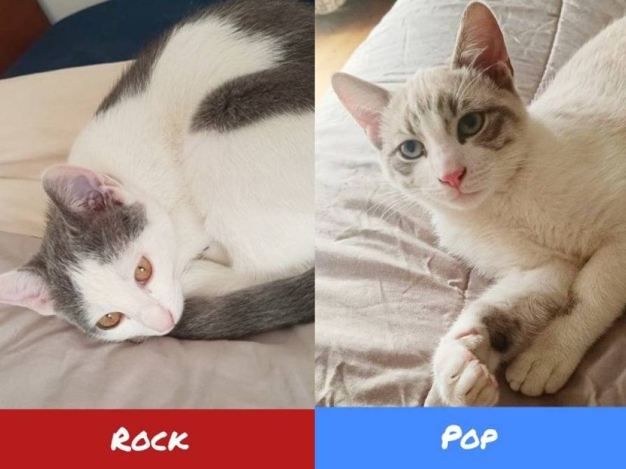 Adozione gatto, maschio, Razza sconosciuta Razza sconosciuta, 4 mesi, taglia non valida, Torino