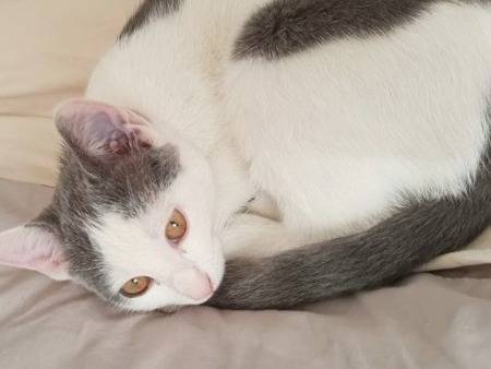 Adotta un gatto, maschio, 4 mesi, Torino