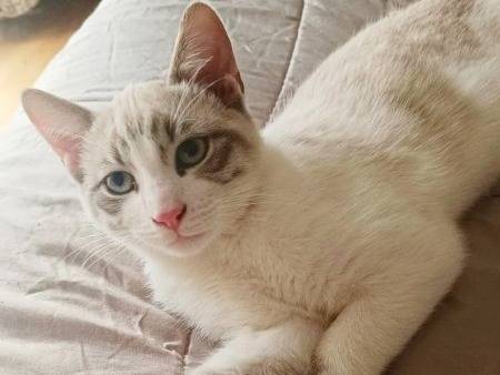 Adotta un gatto, taglia non valida, maschio, Torino
