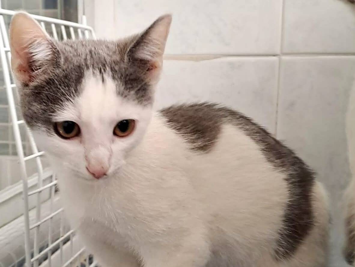 Vuoi adottare un gatto a Torino?