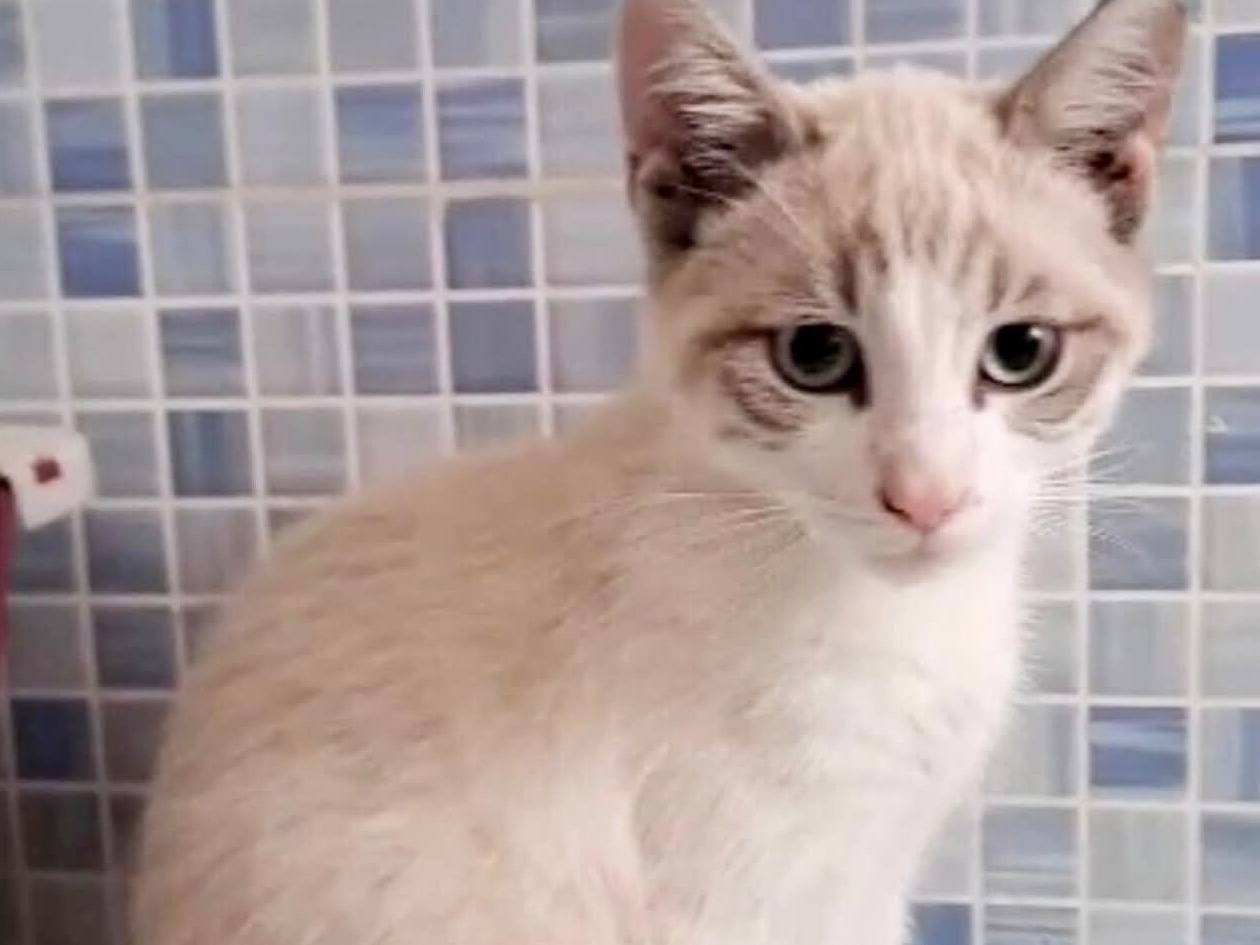 Adotta il gatto Rock e Pop a Torino