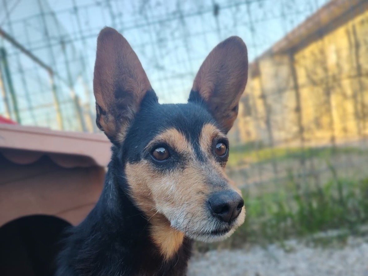 Adozione cane, maschio, Razza sconosciuta Razza sconosciuta, 5 anni e 3 mesi, taglia piccola, Treviso