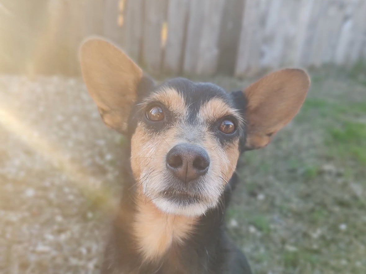 Adotta un cane, maschio, 5 anni e 3 mesi, Treviso