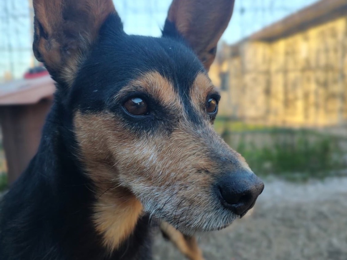 Adotta un cane, taglia piccola, maschio, Treviso