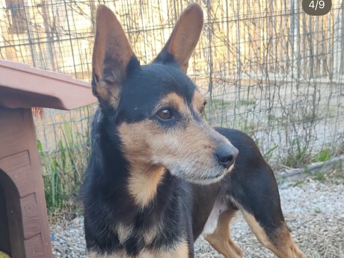 Vuoi adottare un cane a Treviso?