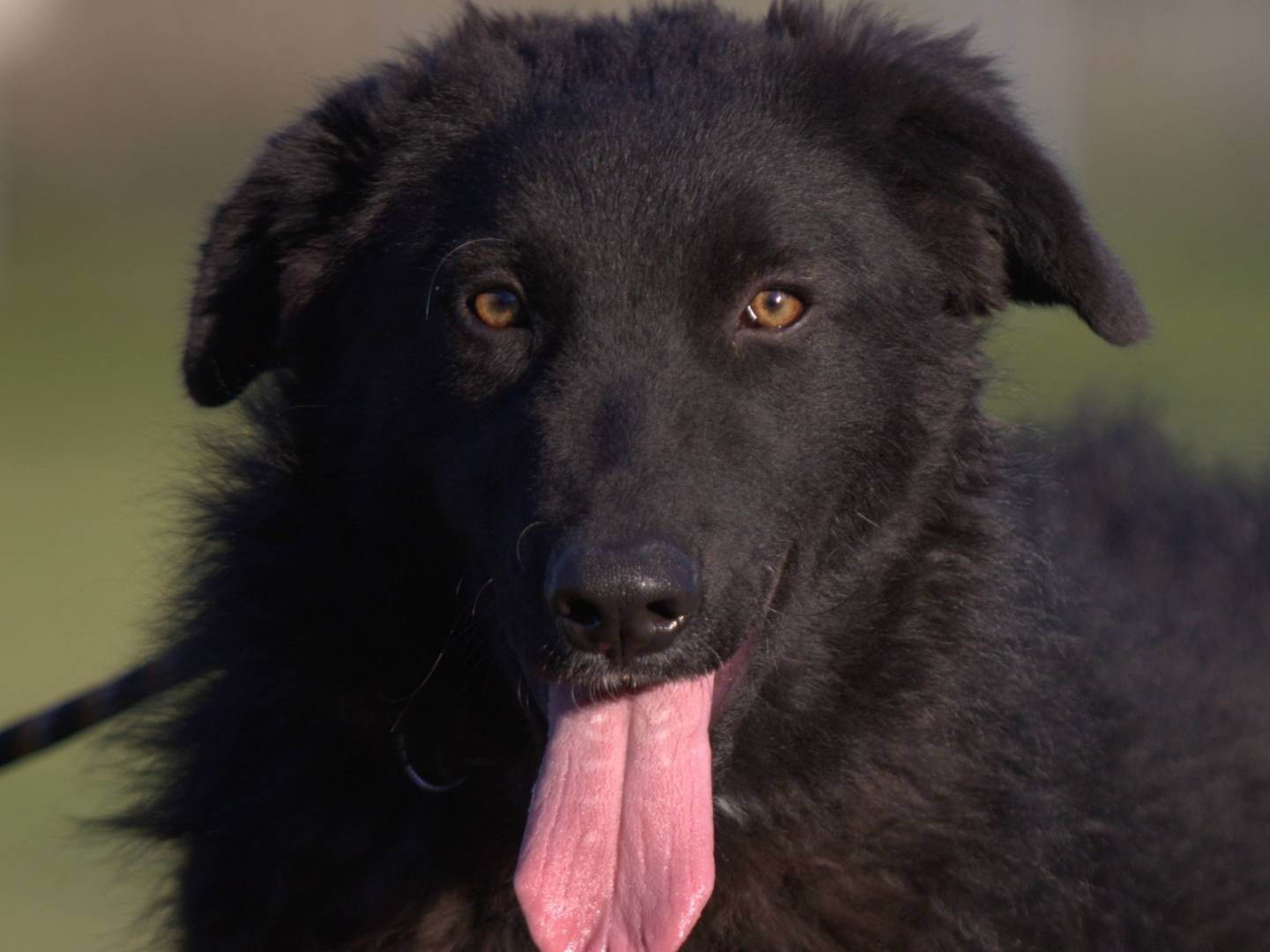 Adozione cane, maschio, Razza sconosciuta Razza sconosciuta, 9 mesi, taglia grande, Milano