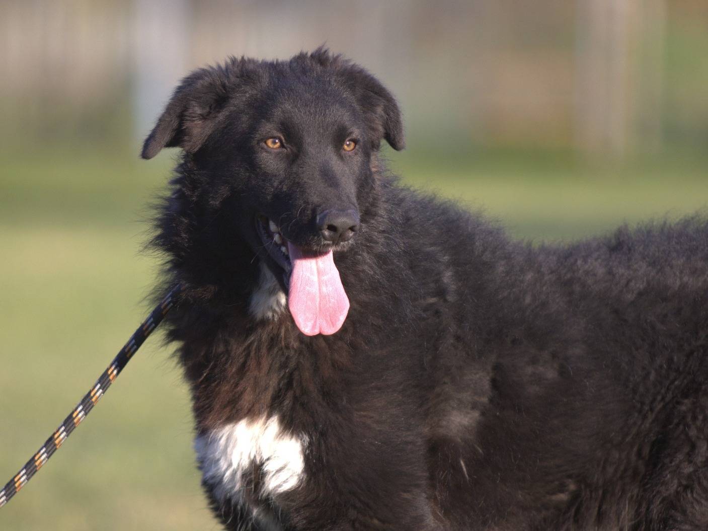 Adotta un cane, taglia grande, maschio, Milano