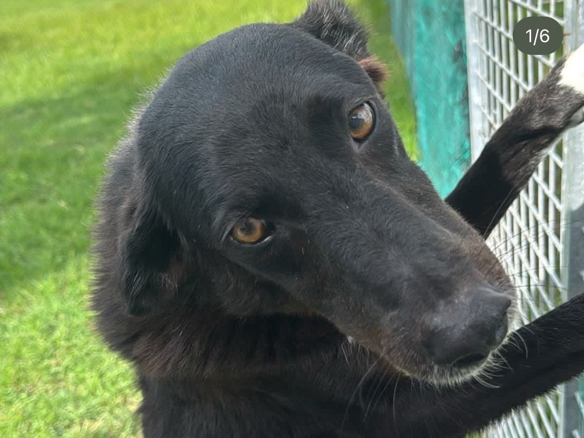 Vuoi adottare un cane a Treviso?