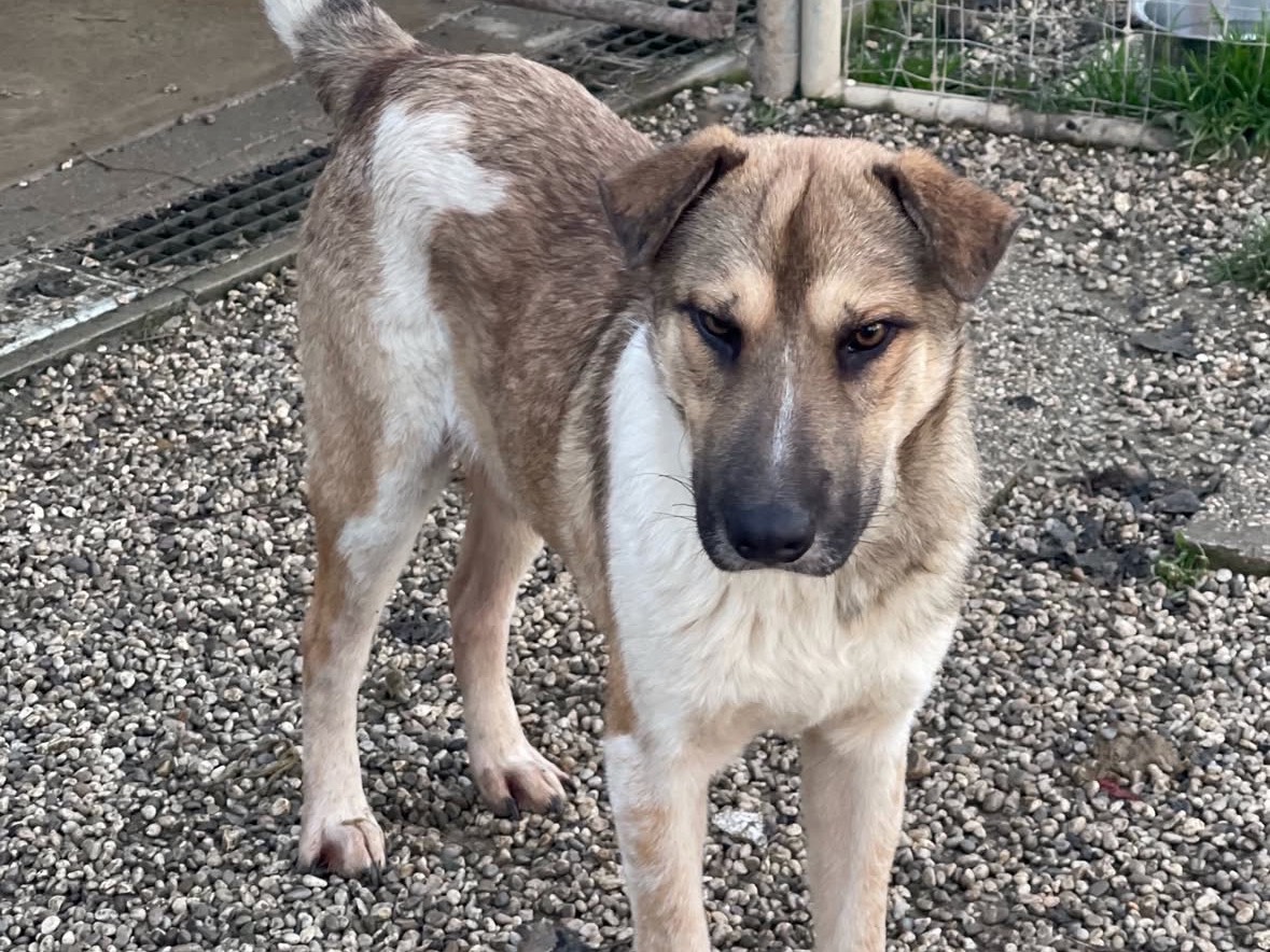 Vuoi adottare un cane a Treviso?