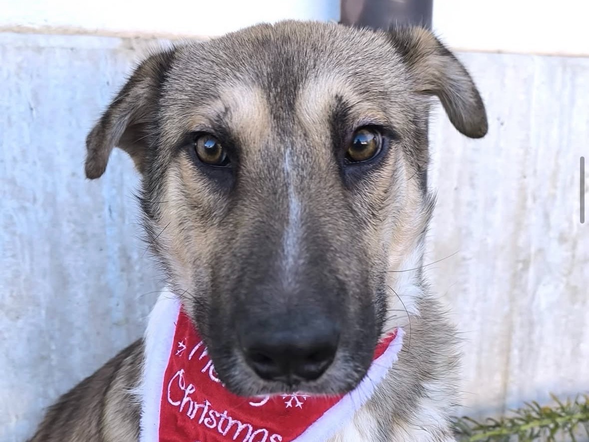 Adotta il cane Arturo a Treviso