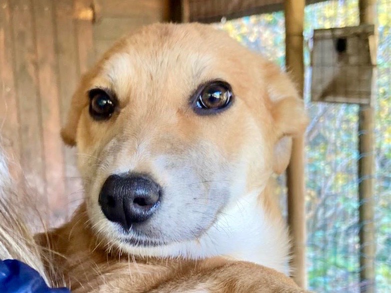 Adozione cane, femmina, Razza sconosciuta Razza sconosciuta, 3 mesi, taglia media, Savona