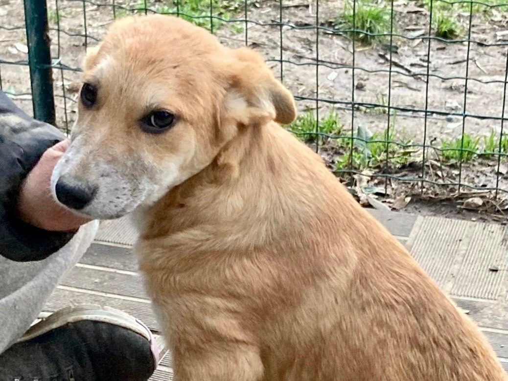 Adotta un cane, femmina, 3 mesi, Savona