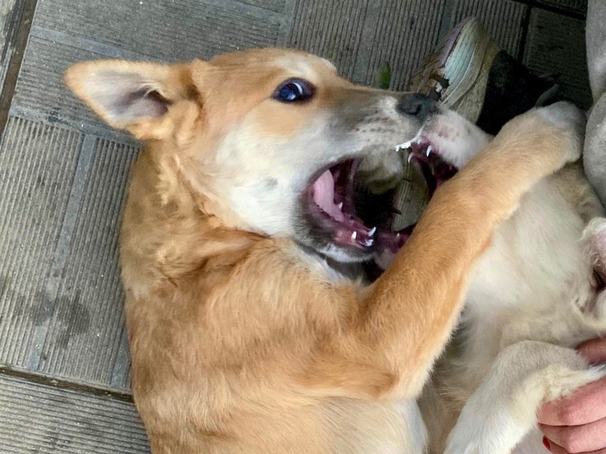 Adotta un cane, taglia media, femmina, Savona