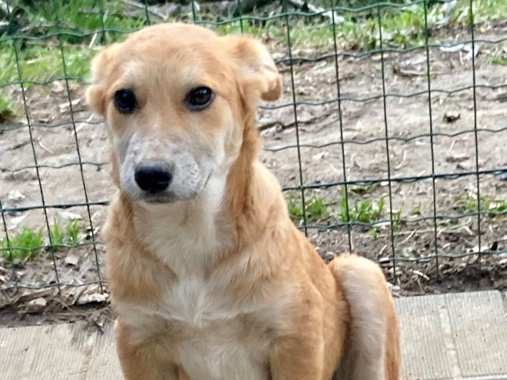 Adotta il cane Niky a Savona