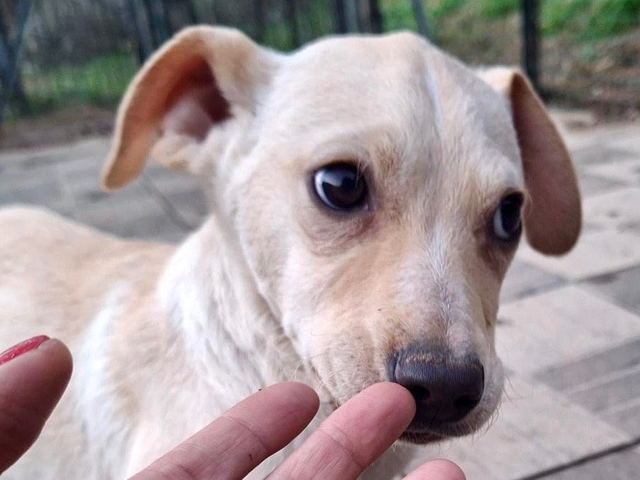 Adozione cane, maschio, Razza sconosciuta Razza sconosciuta, 4 mesi, taglia media contenuta, Savona