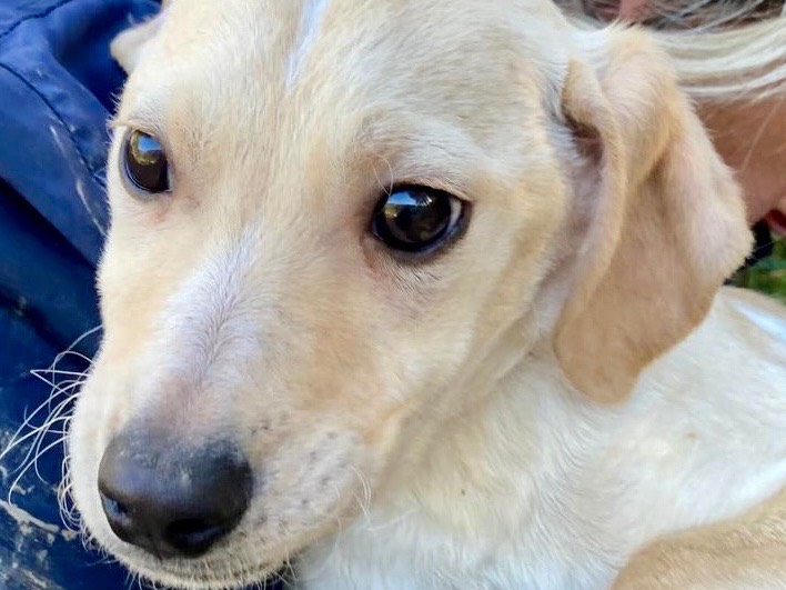 Adotta un cane, maschio, 4 mesi, Savona