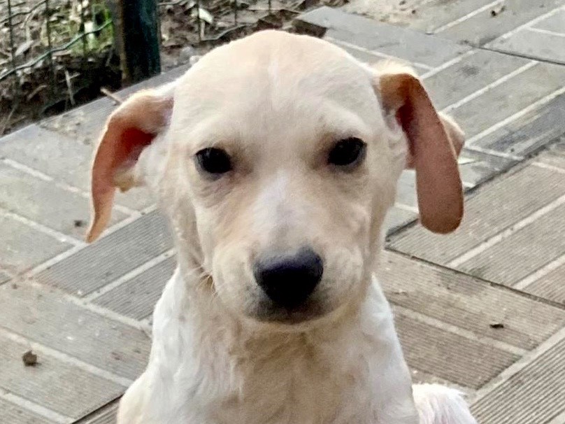 Adotta un cane, taglia media contenuta, maschio, Savona