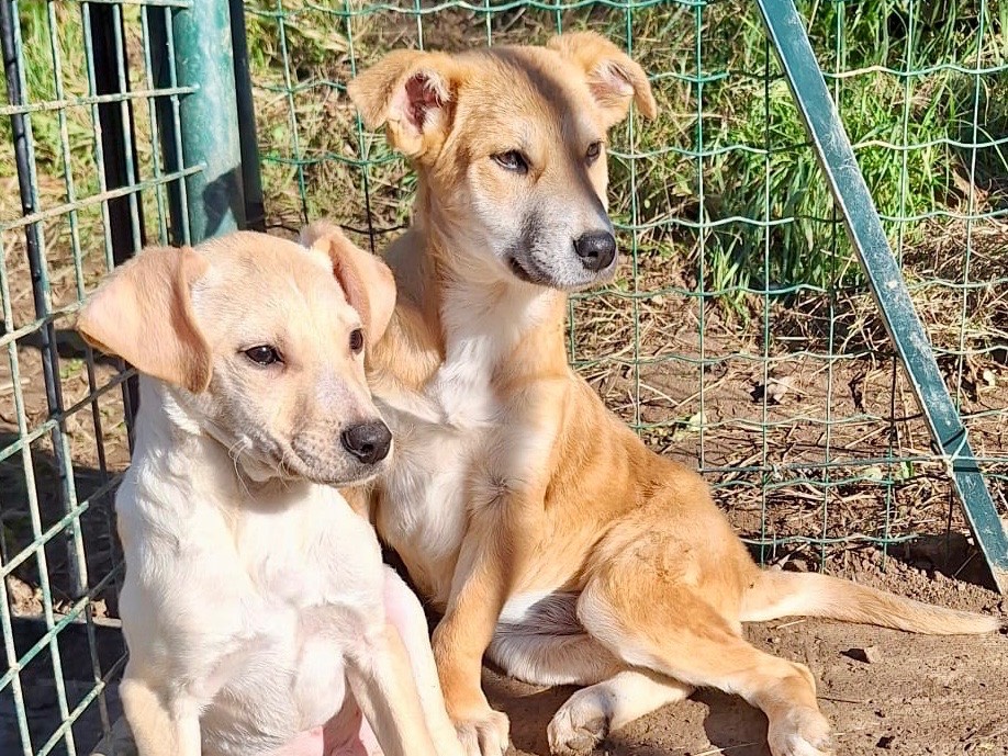 Adotta il cane Ulisse a Savona